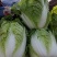 河南黄心菜，个头均匀。基地直发，大量现货供应，欢迎来电！