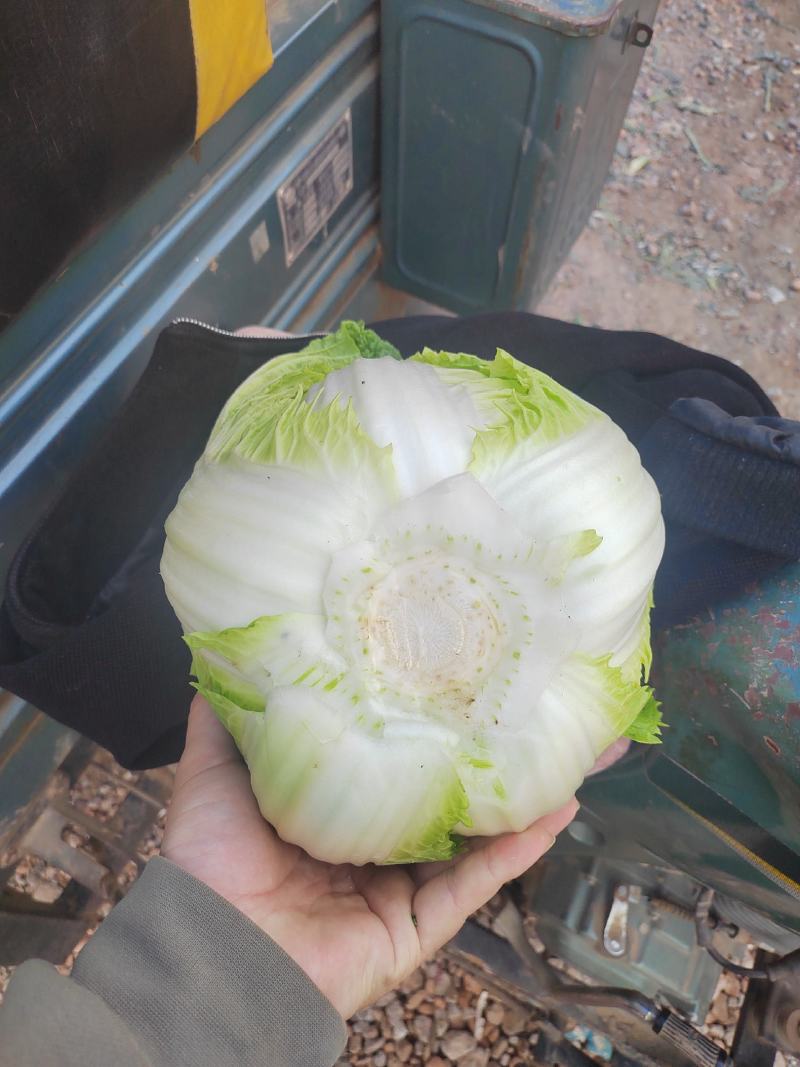 河南黄心菜，个头均匀。基地直发，大量现货供应，欢迎来电！