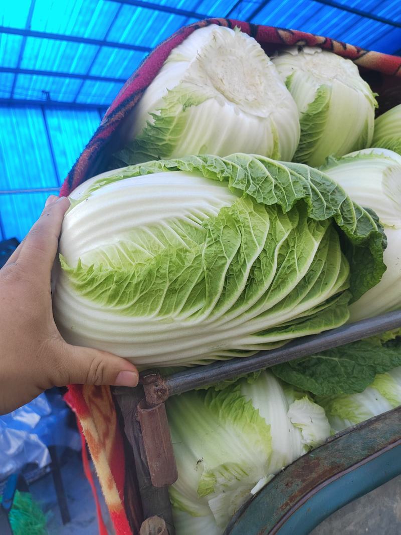 河南黄心菜，个头均匀。基地直发，大量现货供应，欢迎来电！