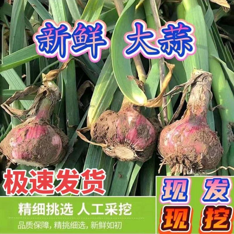 [推荐]河南开封尉氏县苗蒜大蒜个头大货源充足