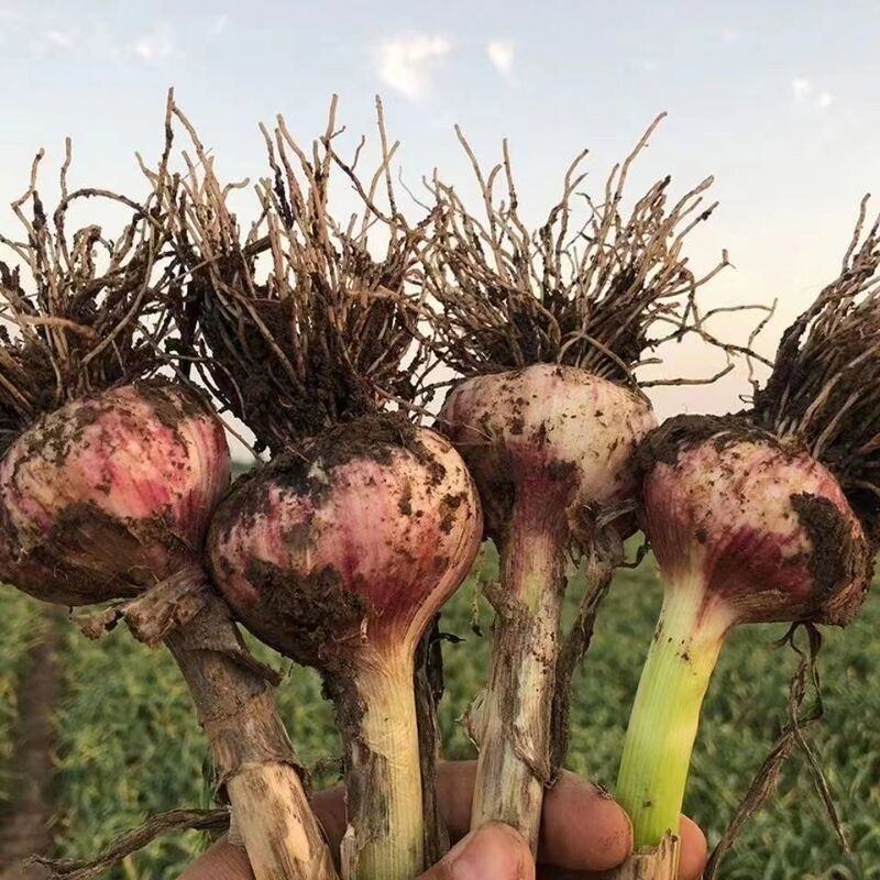 [推荐]河南开封尉氏县苗蒜大蒜个头大货源充足