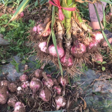 鲜蒜紫皮蒜河南通许大蒜货源充足代收代发代