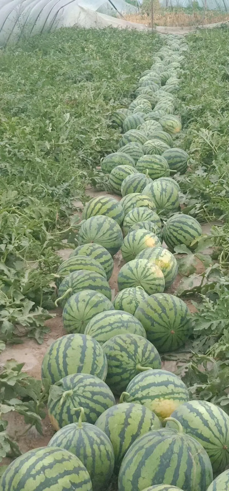 河南开封西瓜美都西瓜质量保证代收代发承接商超电商供货