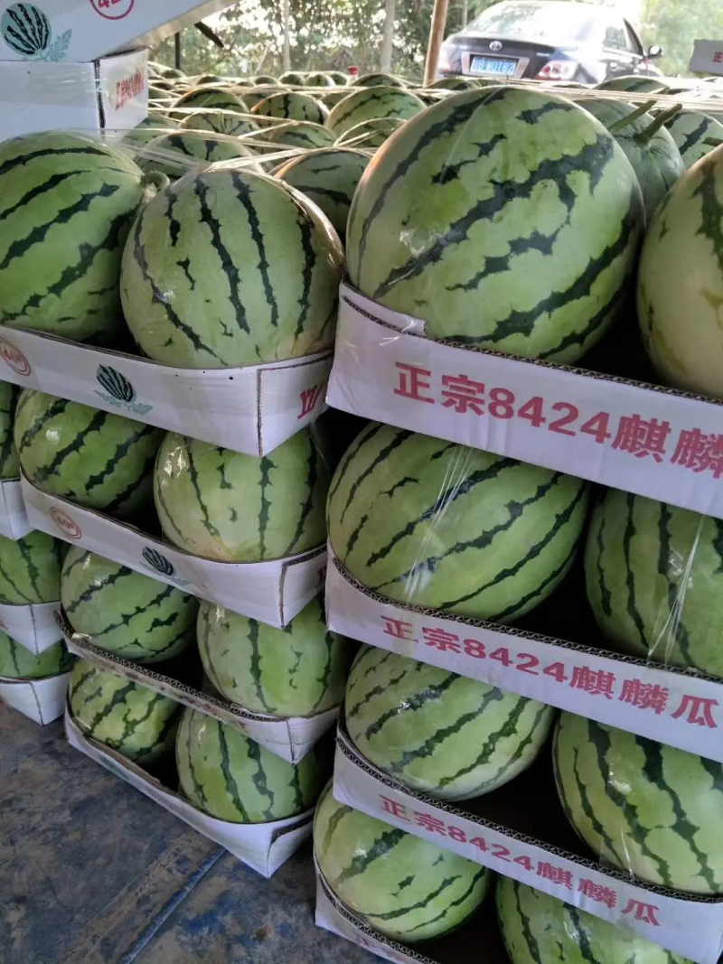 河南开封西瓜美都西瓜质量保证代收代发承接商超电商供货