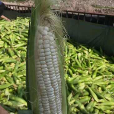 玉米，甜糯玉米，基地直发，可视频看货货源充足
