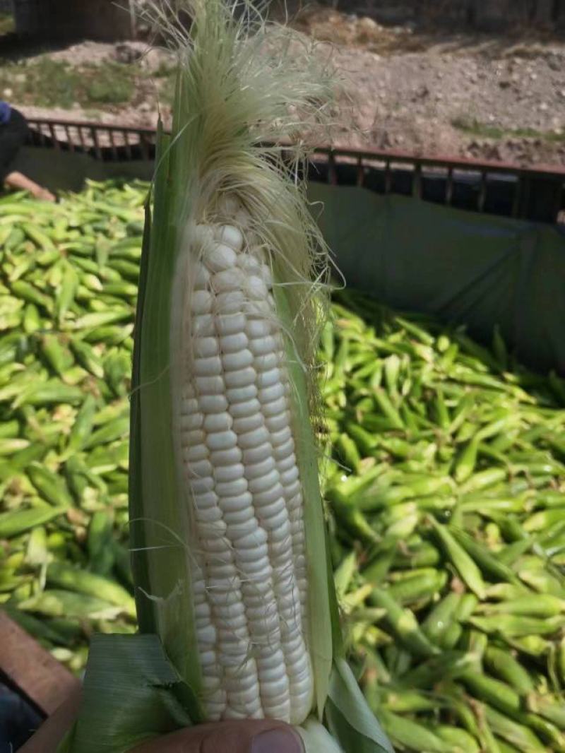 玉米，甜糯玉米，基地直发，可视频看货货源充足