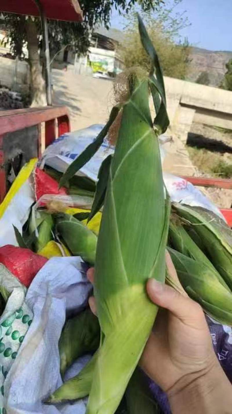 玉米，甜糯玉米，基地直发，可视频看货货源充足
