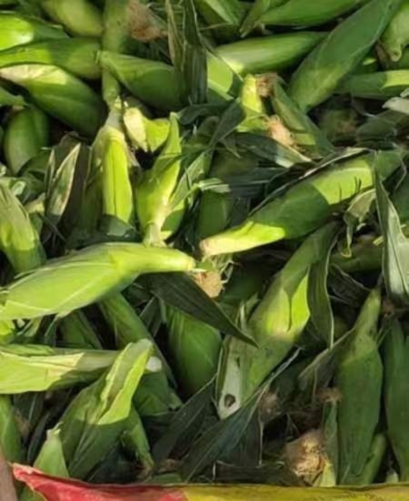 玉米，甜糯玉米，基地直发，可视频看货货源充足