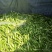 玉米，甜糯玉米，基地直发，可视频看货货源充足