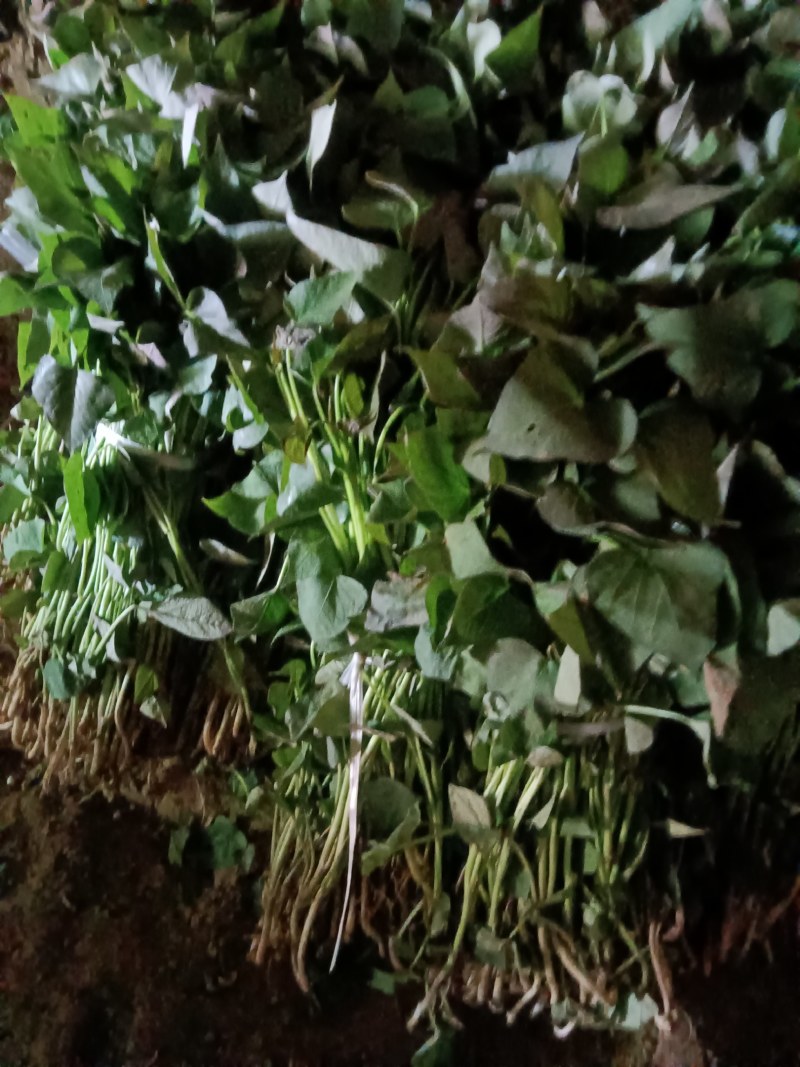 原原种脱毒商薯19地瓜苗，脱毒苗产量高！