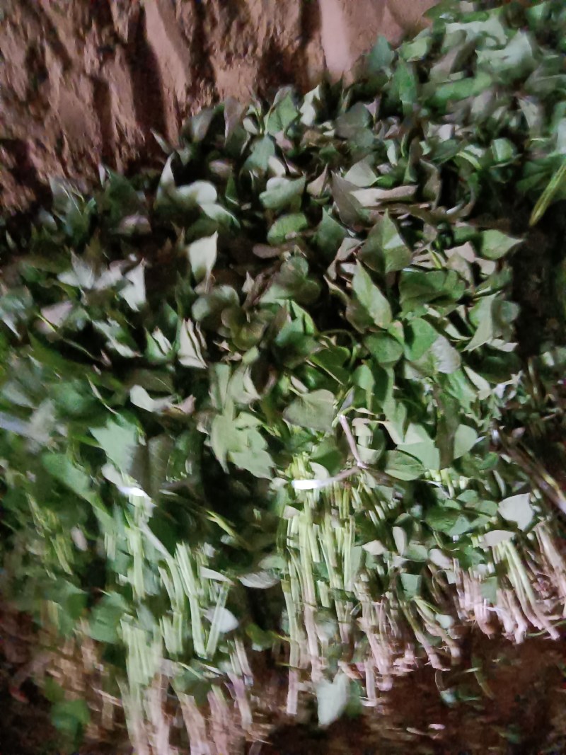 原原种脱毒商薯19地瓜苗，脱毒苗产量高！