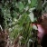 原原种脱毒商薯19地瓜苗，脱毒苗产量高！