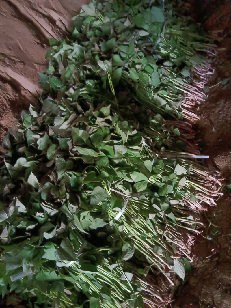 原原种脱毒商薯19地瓜苗，脱毒苗产量高！