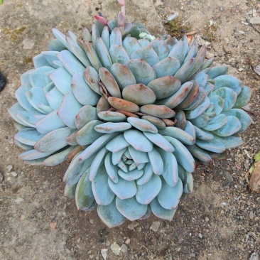 橙梦露多头！25cm大个头，福建精品多肉