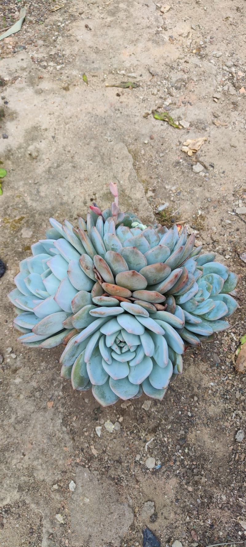 橙梦露多头！25cm大个头，福建精品多肉