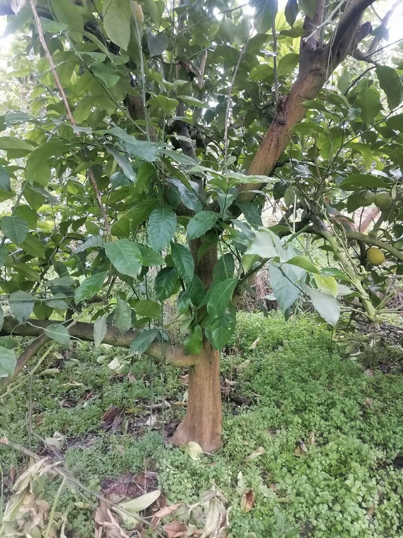 四季结果柠檬大树景观