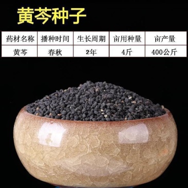 黄芩种子耐干旱中草药籽新籽芽率高黄芩中草药种籽新