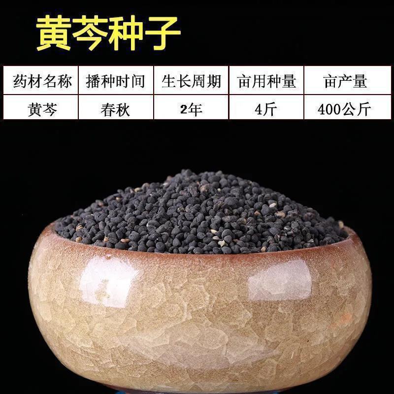 黄芩种子耐干旱中草药籽新籽芽率高黄芩中草药种籽新