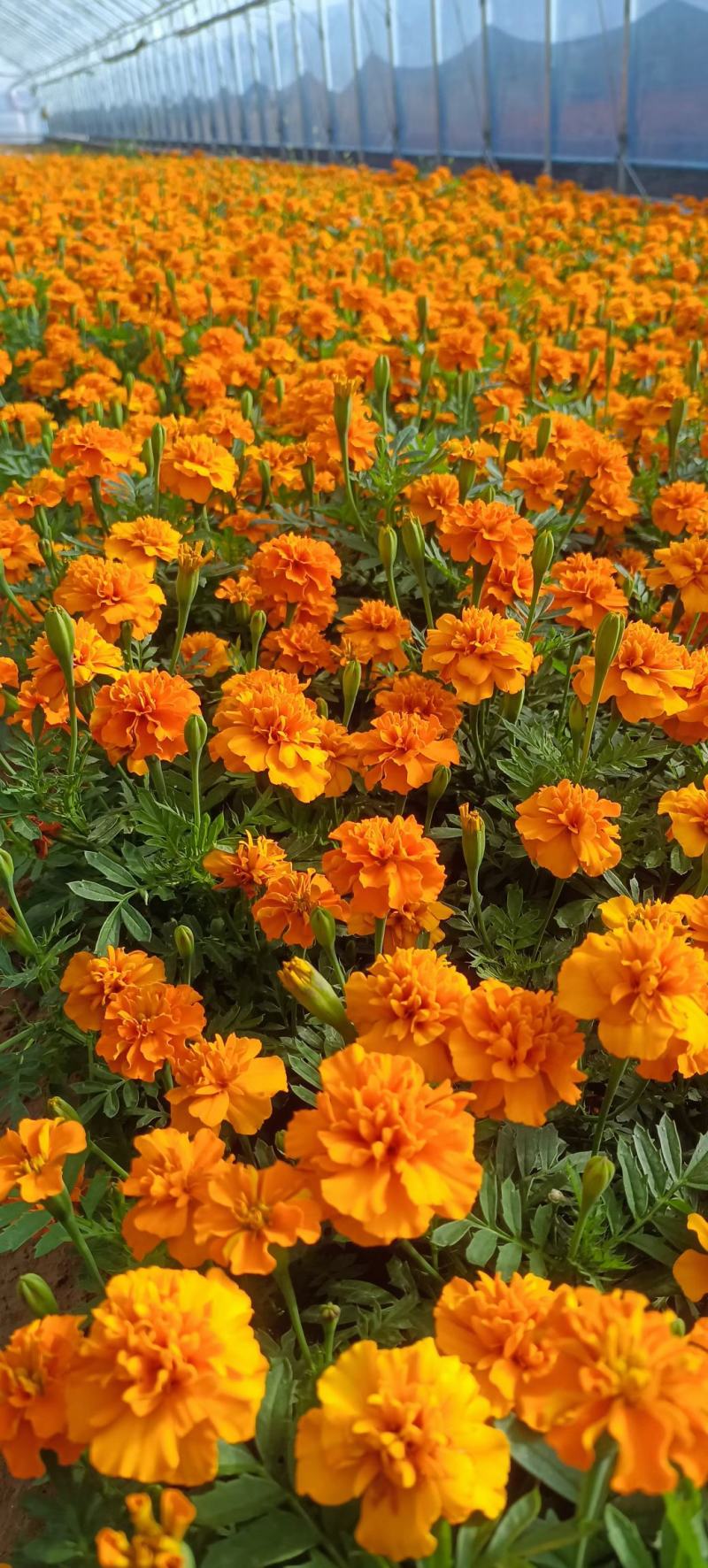 孔雀草