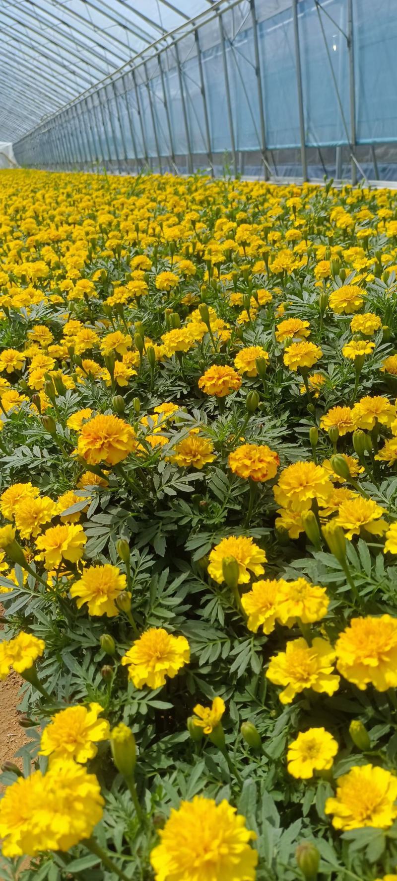 孔雀草