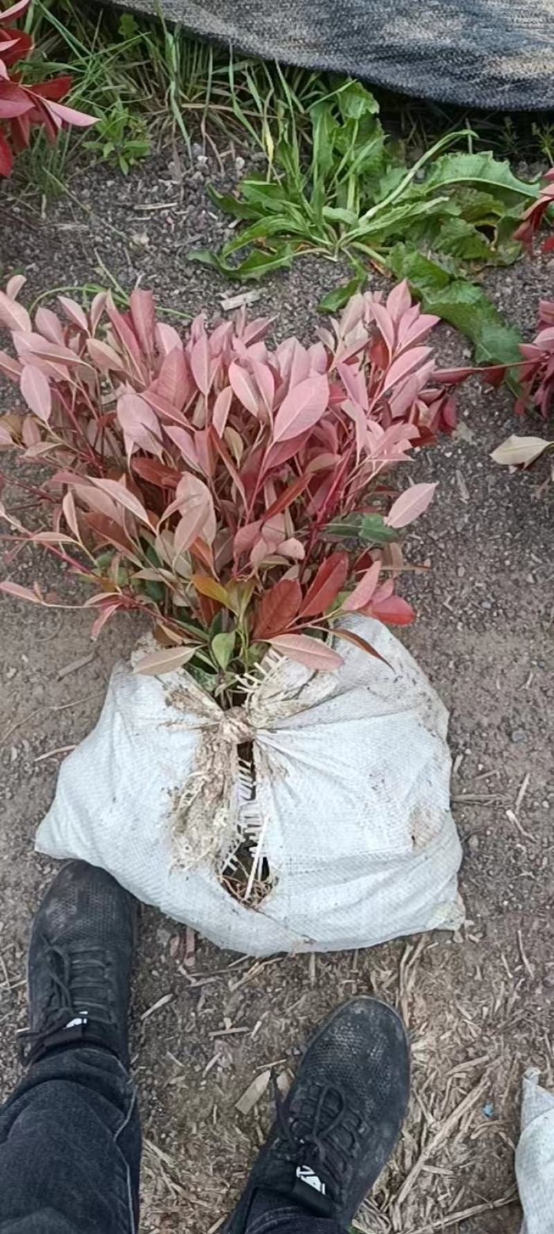 红叶石楠，杯苗，规格多样，基地发货，质量保证，量大从优