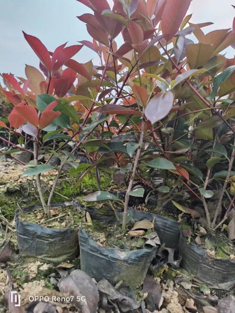 红叶石楠，杯苗，规格多样，基地发货，质量保证，量大从优