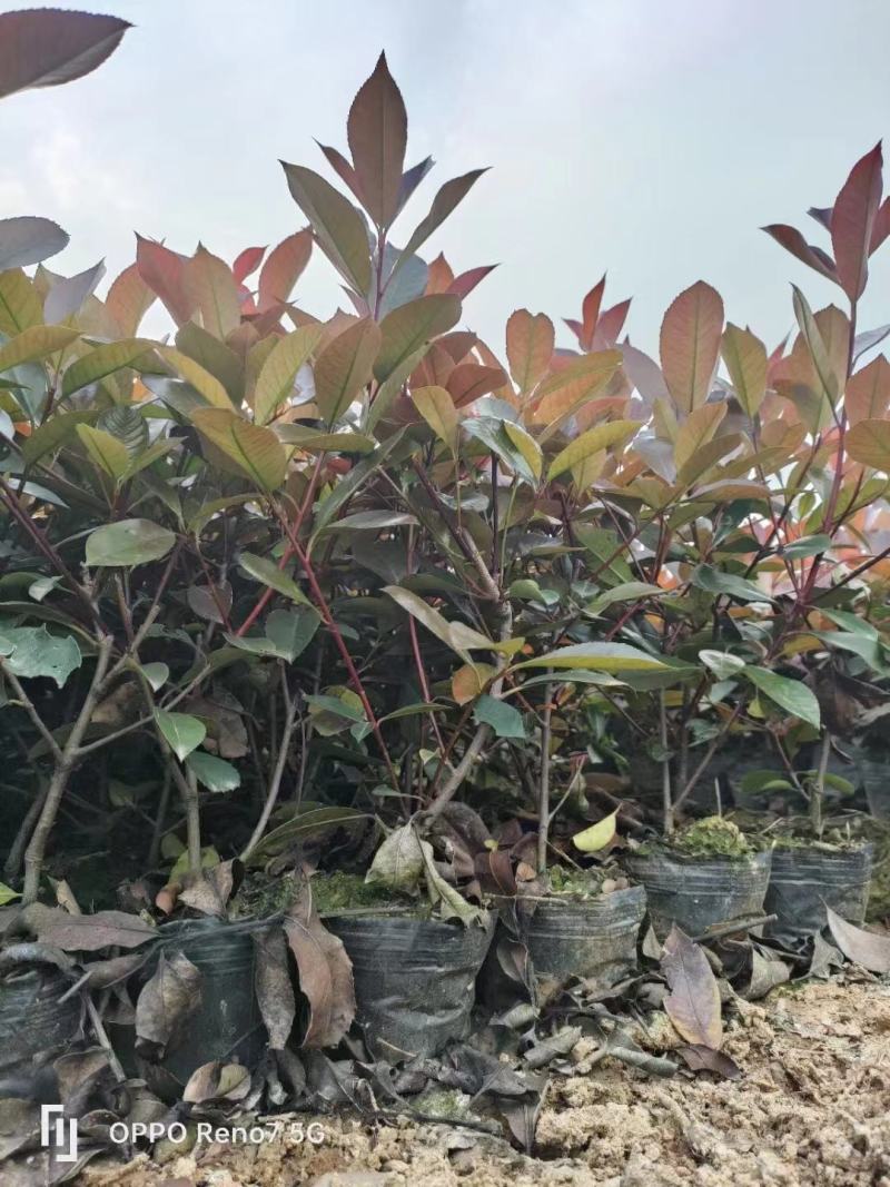 红叶石楠，杯苗，规格多样，基地发货，质量保证，量大从优