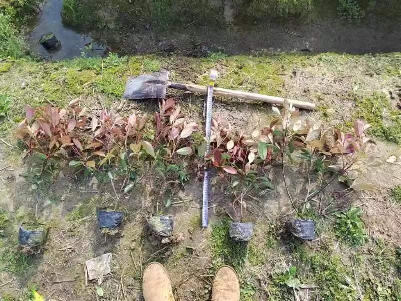 红叶石楠，杯苗，规格多样，基地发货，质量保证，量大从优