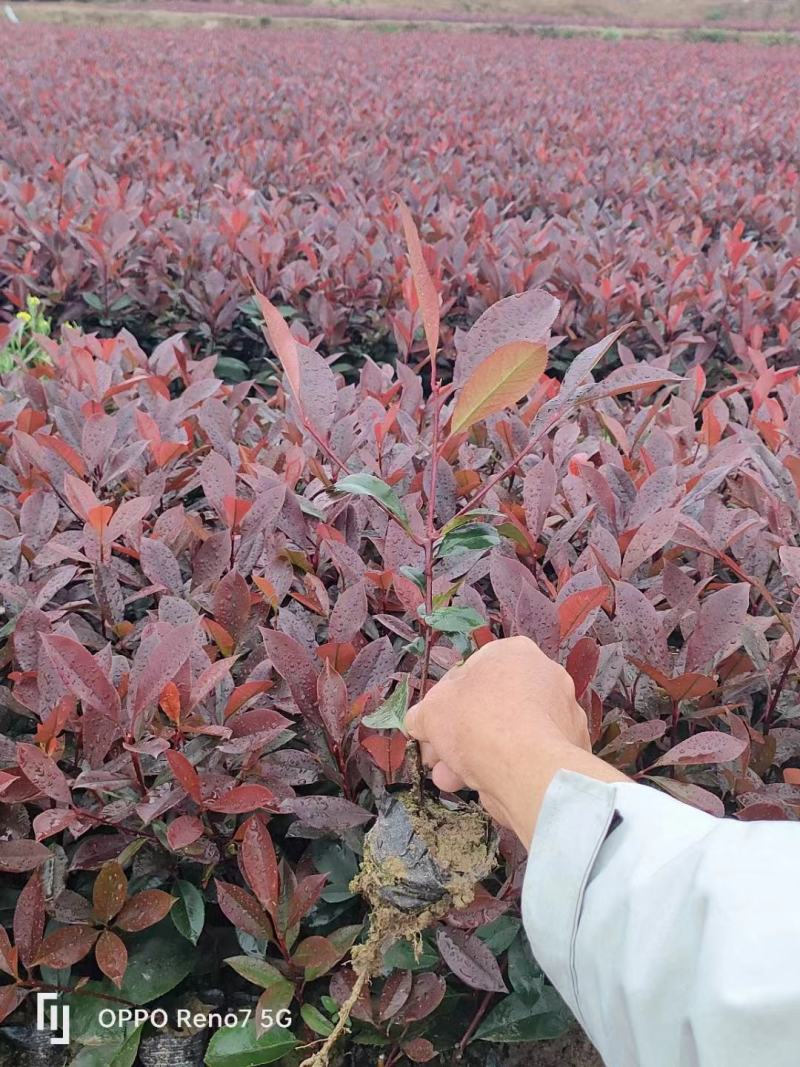 红叶石楠，杯苗，规格多样，基地发货，质量保证，量大从优