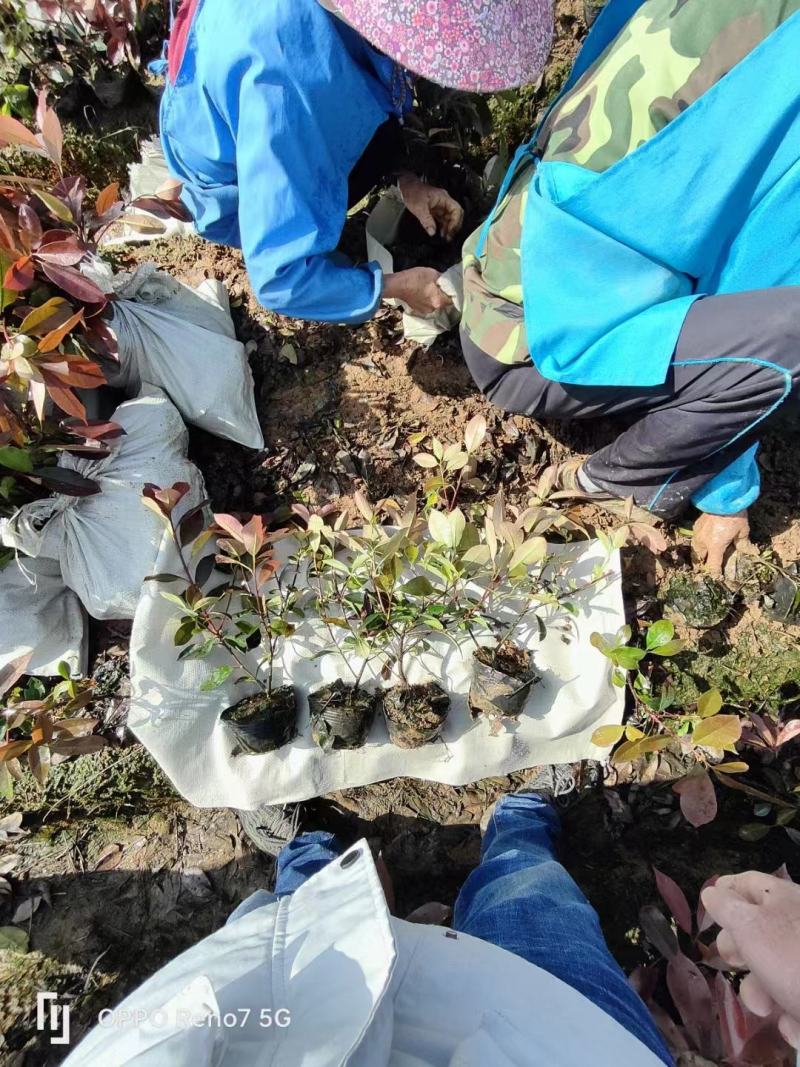 红叶石楠，杯苗，规格多样，基地发货，质量保证，量大从优