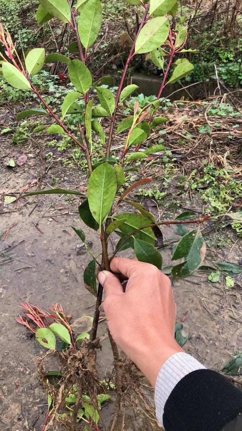 红叶石楠，杯苗，规格多样，基地发货，质量保证，量大从优