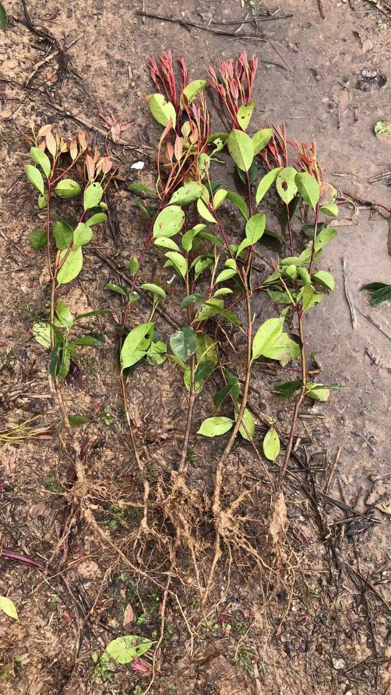红叶石楠，杯苗，规格多样，基地发货，质量保证，量大从优