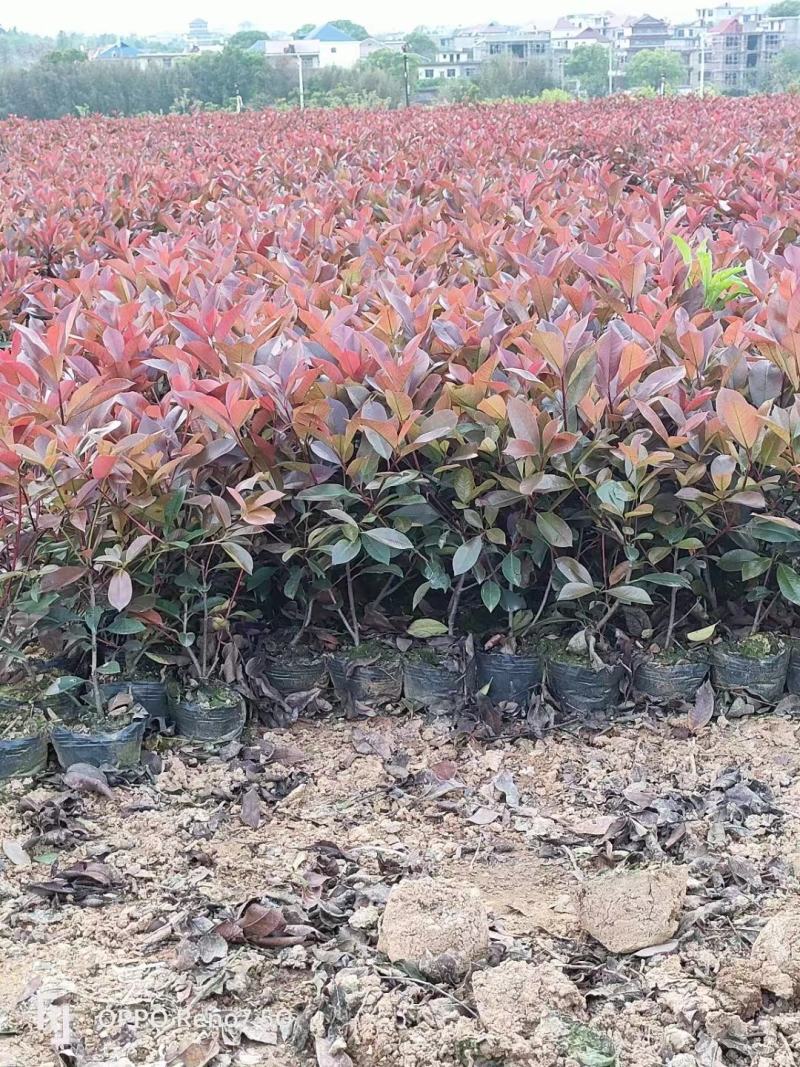 红叶石楠，杯苗，规格多样，基地发货，质量保证，量大从优