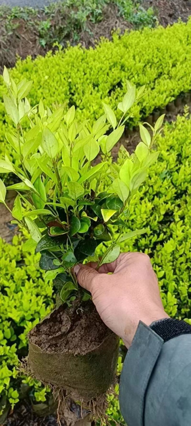 金森女贞杯苗，江西基地供，货源充足，质量保证成活率高电联