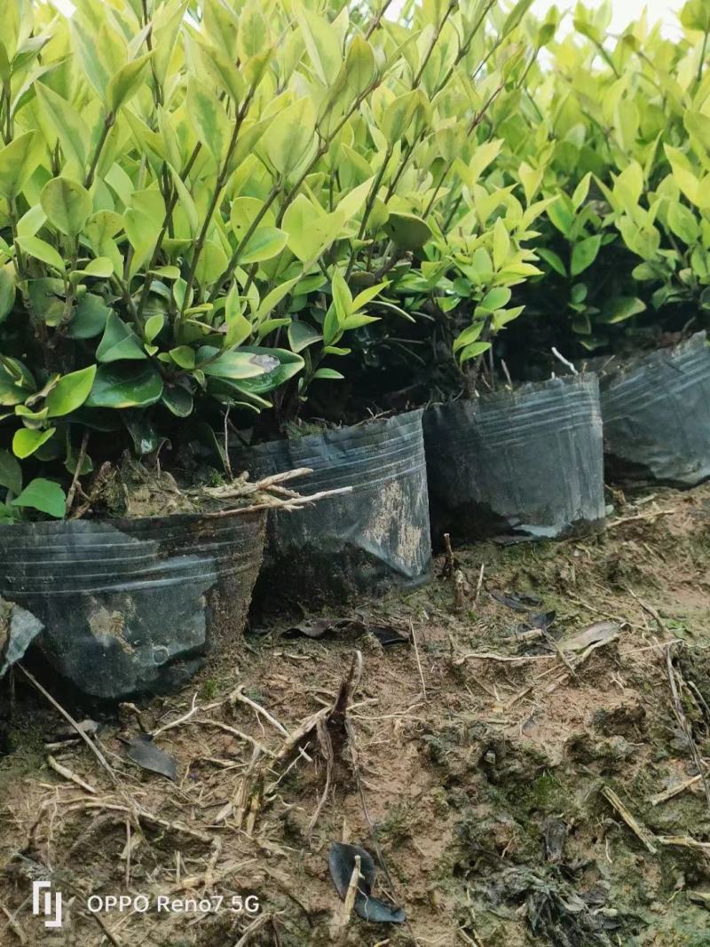 金森女贞杯苗，江西基地供，货源充足，质量保证成活率高电联