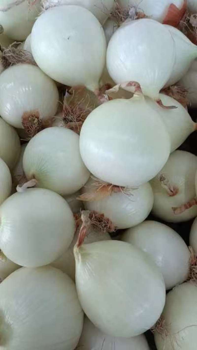 去皮紫洋葱紫皮洋葱新鲜圆葱农家应季自种蔬菜