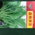 白菜苔种子晶艳苔菜菜苔种子全国发货品质好