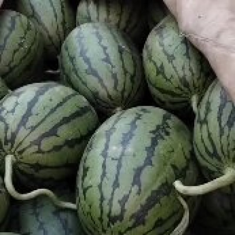 早春红玉西瓜