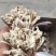 精品江西广昌县茶树菇三号菇剪脚+扎把+不包心！