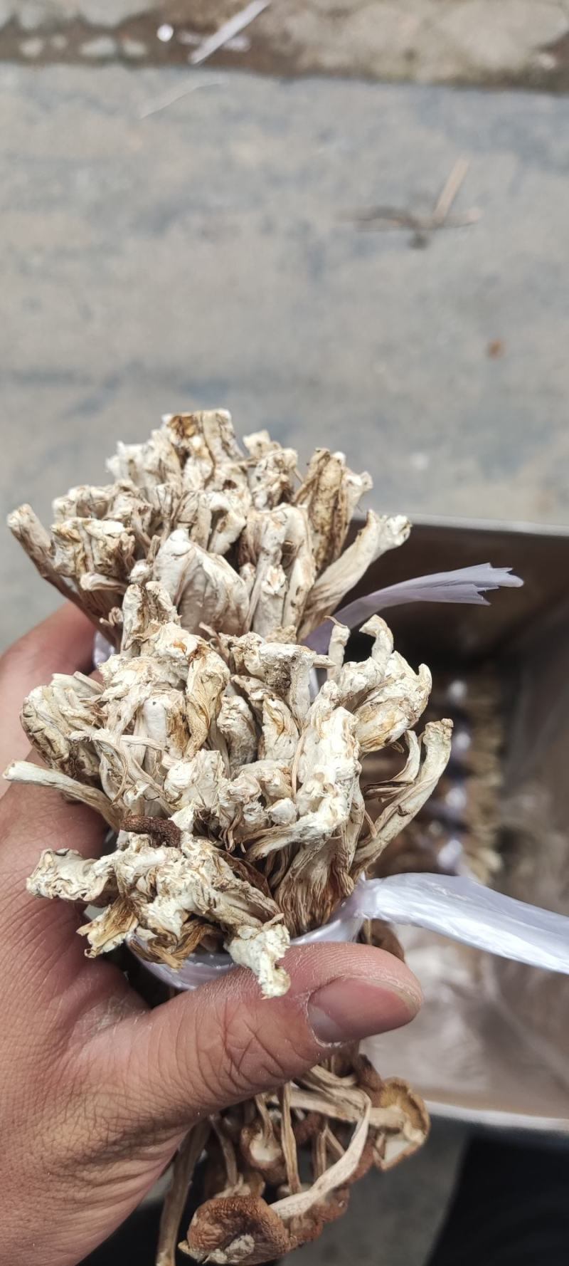 精品江西广昌县茶树菇三号菇剪脚+扎把+不包心！
