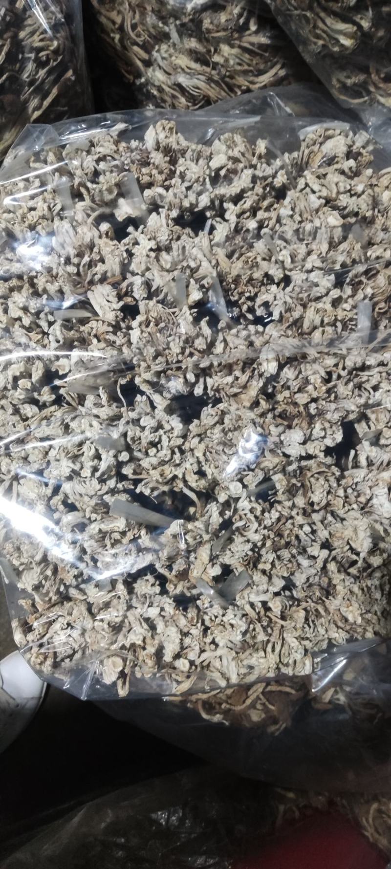 精品江西广昌县茶树菇三号菇剪脚+扎把+不包心！