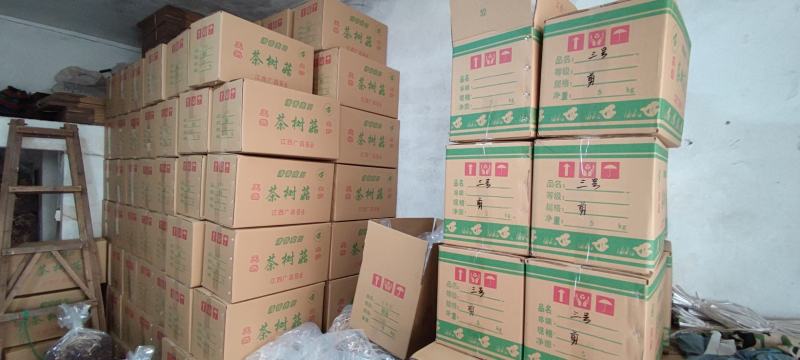 精品江西广昌县茶树菇三号菇剪脚+扎把+不包心！