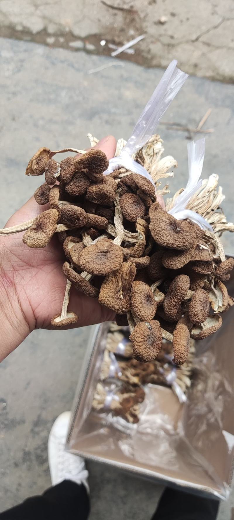 精品江西广昌县茶树菇三号菇剪脚+扎把+不包心！