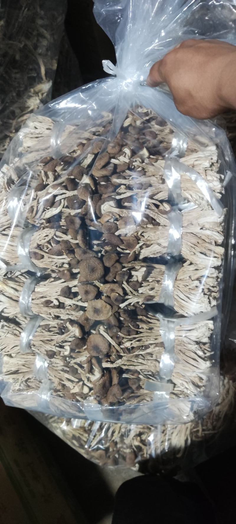精品江西广昌县茶树菇三号菇剪脚+扎把+不包心！