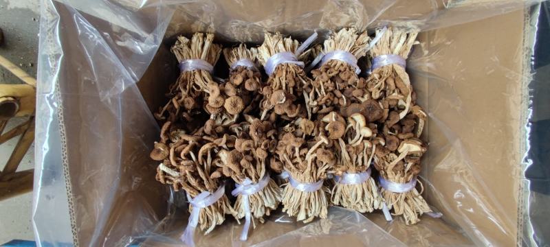 精品江西广昌县茶树菇三号菇剪脚+扎把+不包心！