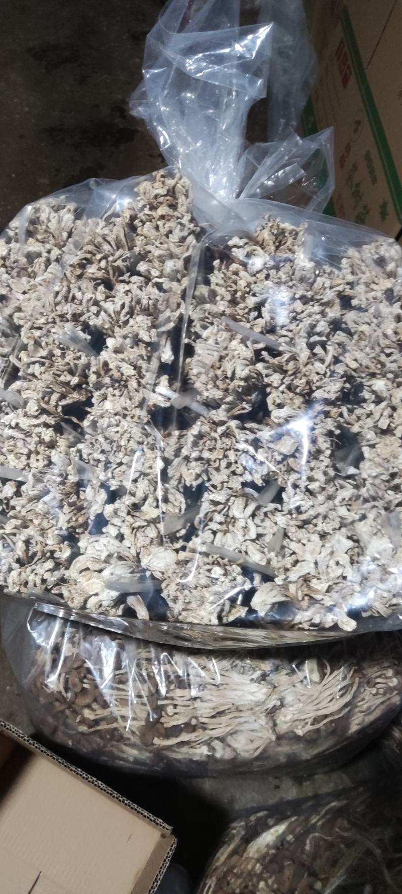 精品江西广昌县茶树菇三号菇剪脚+扎把+不包心！