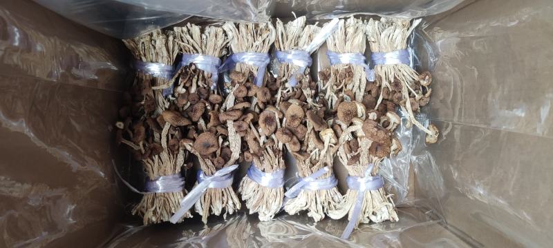 精品江西广昌县茶树菇三号菇剪脚+扎把+不包心！