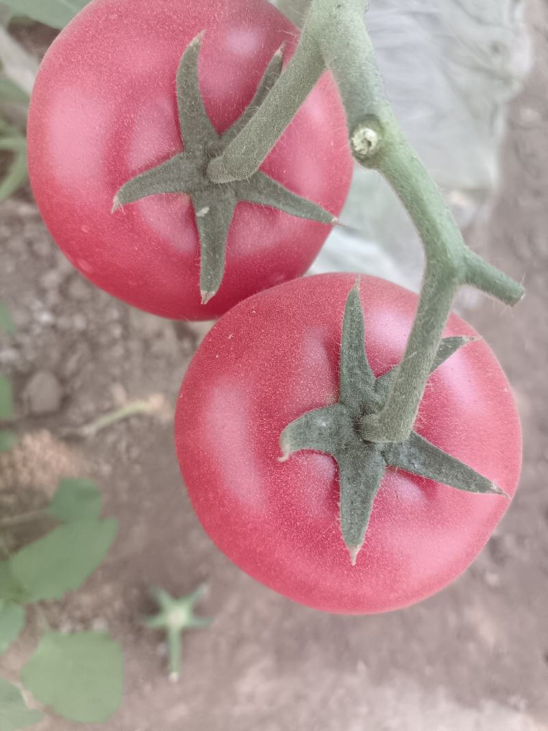 色好口感好