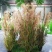 芦苇种子蒹葭保土固堤植物造纸制药端午节包粽子畜牧药用净化