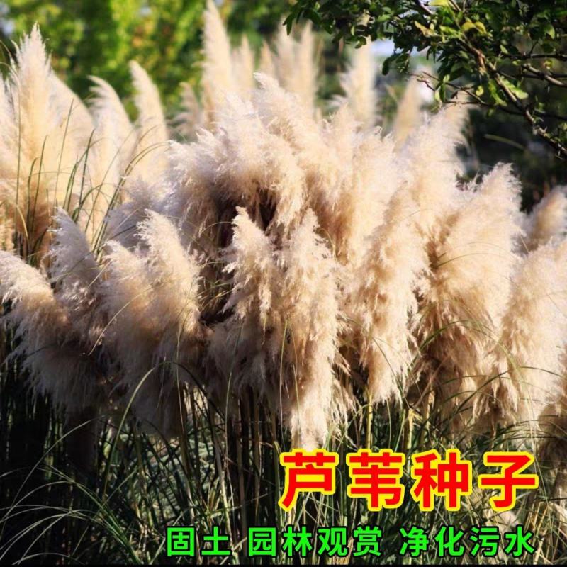 芦苇种子蒹葭保土固堤植物造纸制药端午节包粽子畜牧药用净化